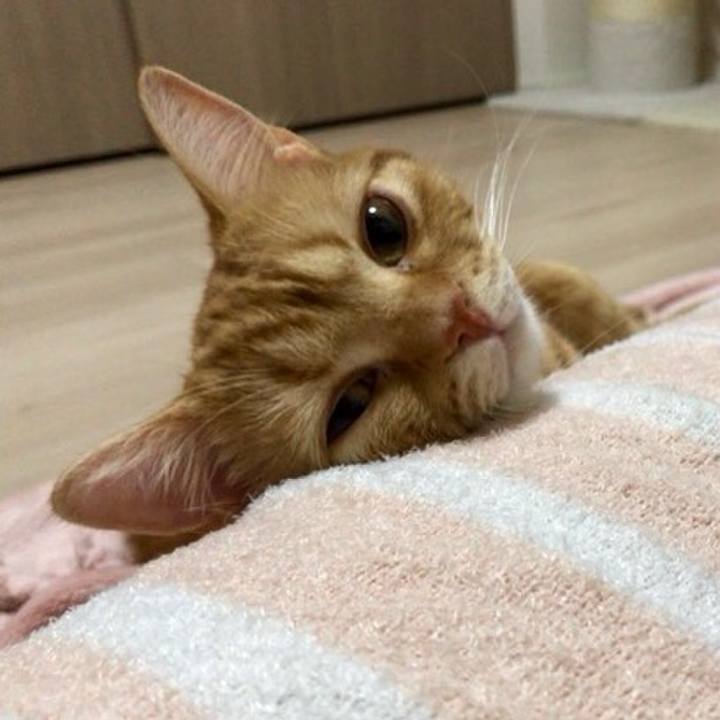 5cf95430 2c4a 440d b882 a3281d7c7c8b