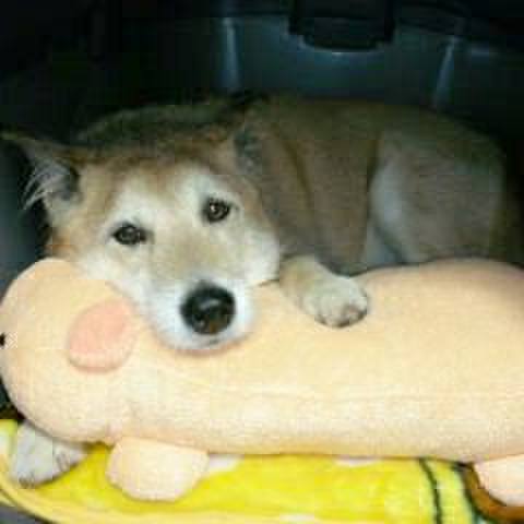 5cf9a203 8bdb 458f 814e 431b28d138c6