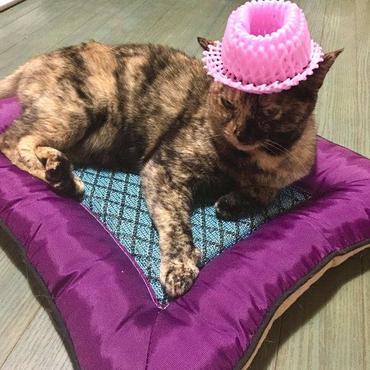 5d006b86 7afe 4424 a8f2 4275a919fd25