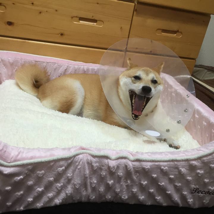 5d0d8ff2 86fd 4c94 9dfc e0dcb840f308