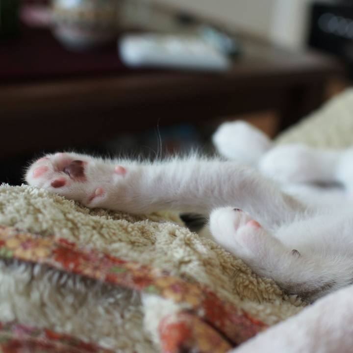 5d11174b 44d0 48c4 bccc 0440c9eebe75