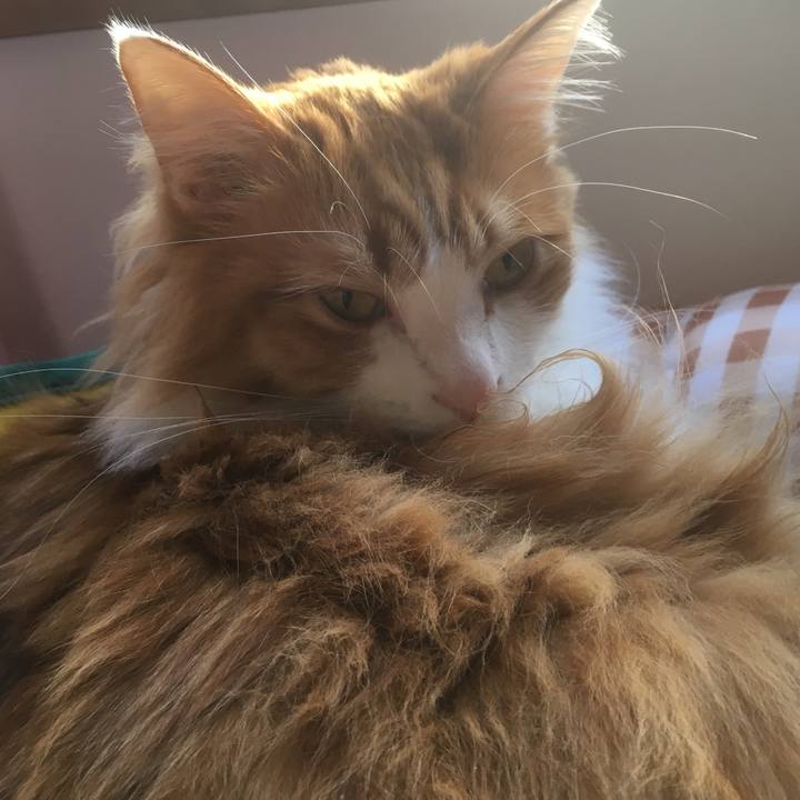 5d623292 7954 4f03 8f4d ae4496345f74