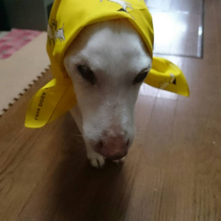 5d624bdc e71d 4fd8 bc60 290ddade84c4