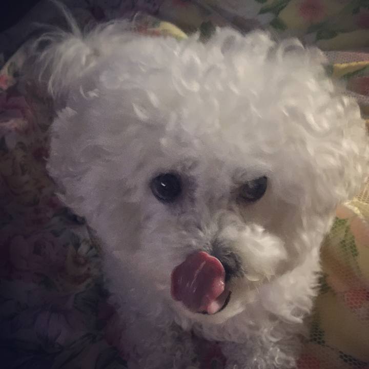 5d85cf4c c6f4 40a4 8db6 f4079e99091f