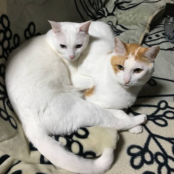 5d8c97d9 d4cd 4bde 8430 31b544020565