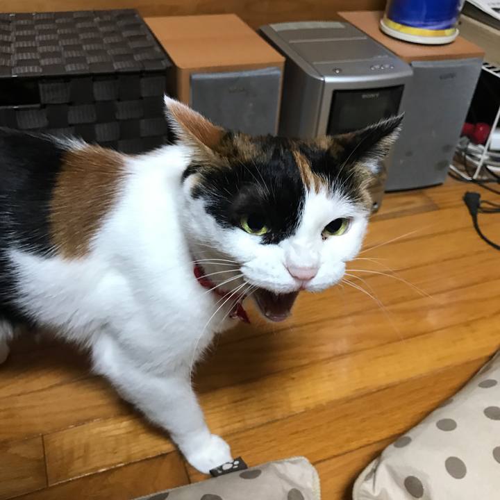 5d9c93a8 659f 4360 9532 2c9fe1c08b20