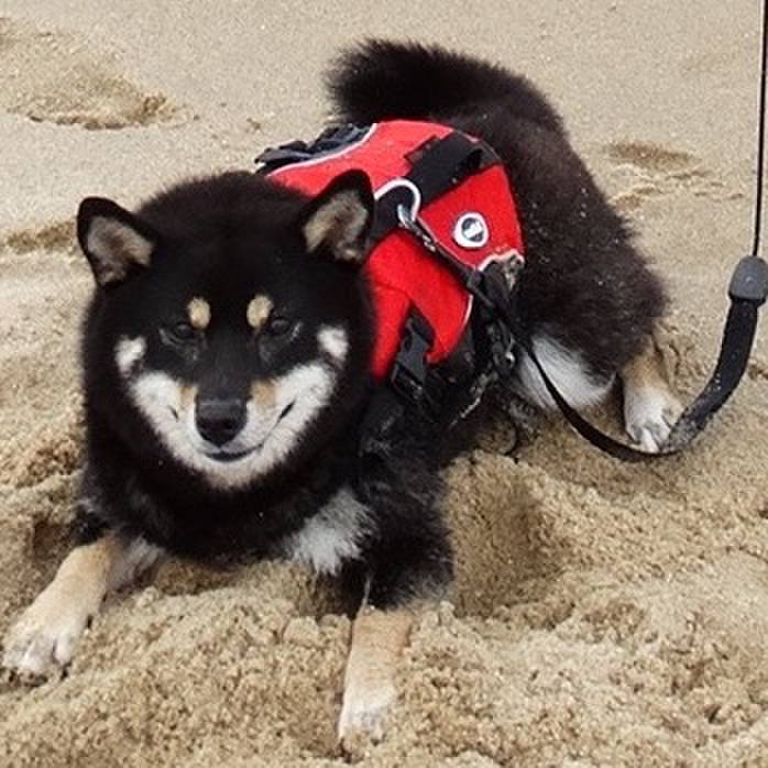 5da1008a 2226 417b bb1a 9910cd8f5aaf