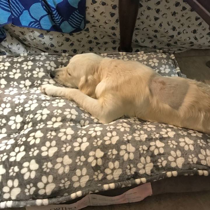 5da35a38 0e4d 46f0 9d07 b96f87d403a5