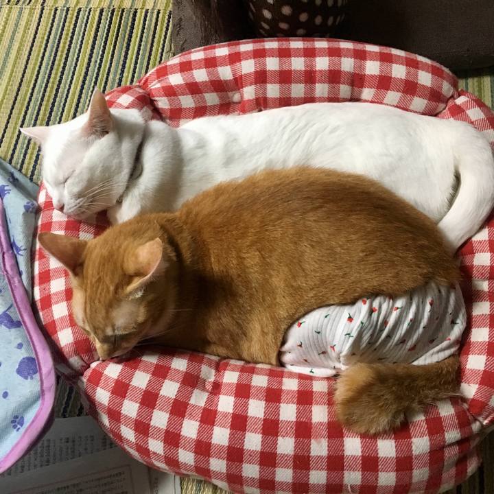 5da599c4 6029 48fd b912 c183e206fc86