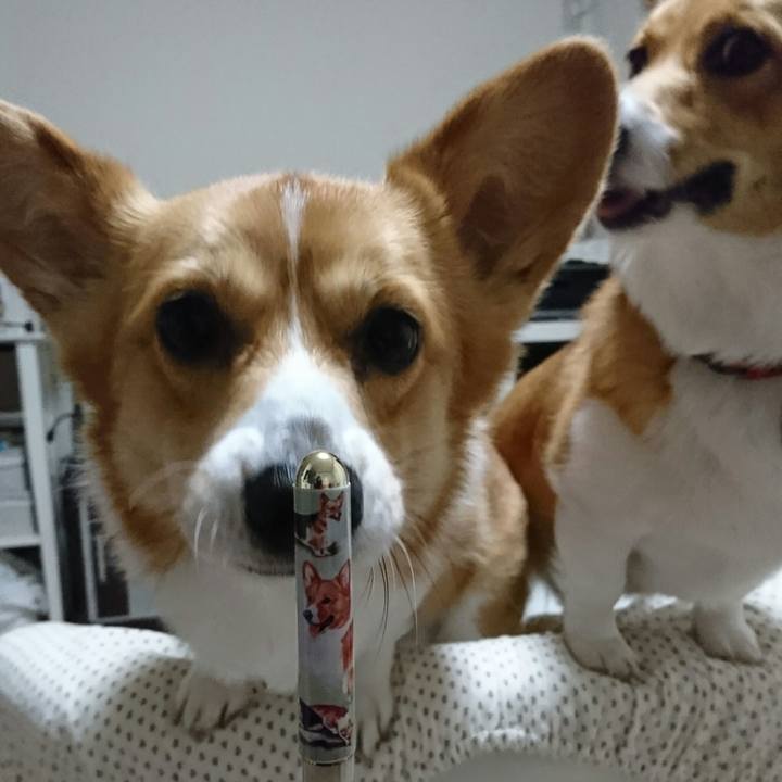 5da8b6d7 913a 4bde 9648 ba6c45142bb7