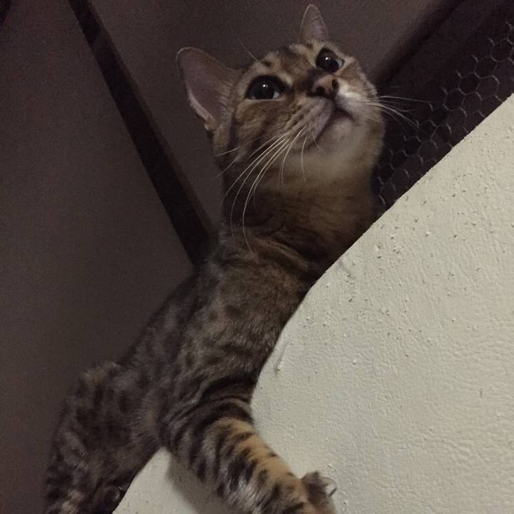 5db26417 5985 4545 a973 f4a56939796b