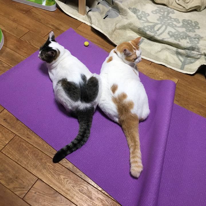 5ddb1470 7395 422c aea3 f5e4d77fc9b9