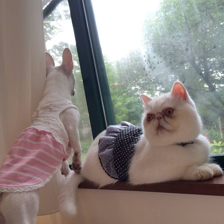 5dde7323 0ae0 4ff4 9b8d 9514821c5f81