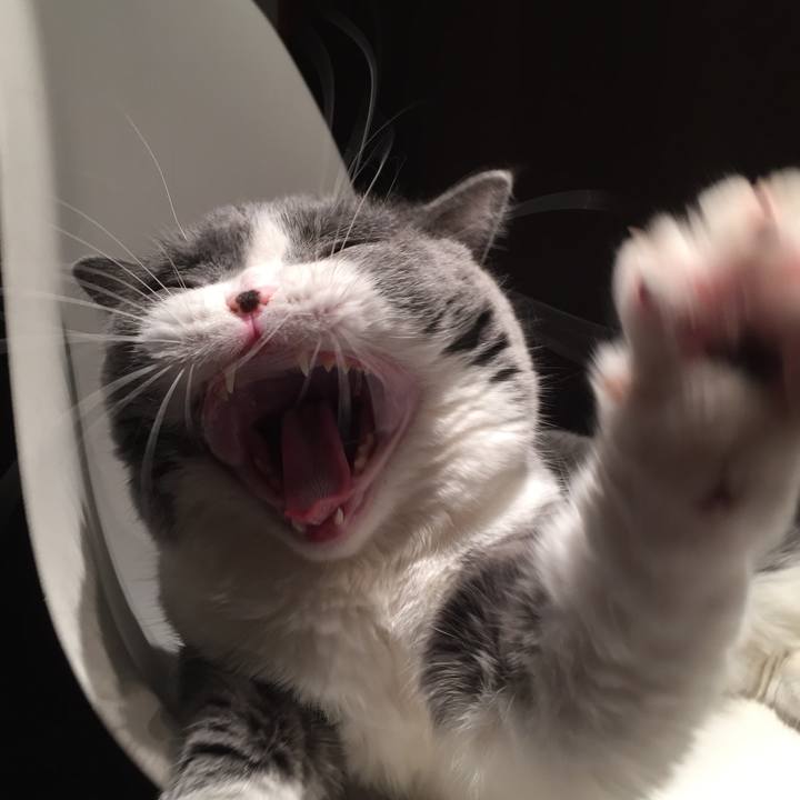 5de80200 03de 40ed aa67 3004216c7463