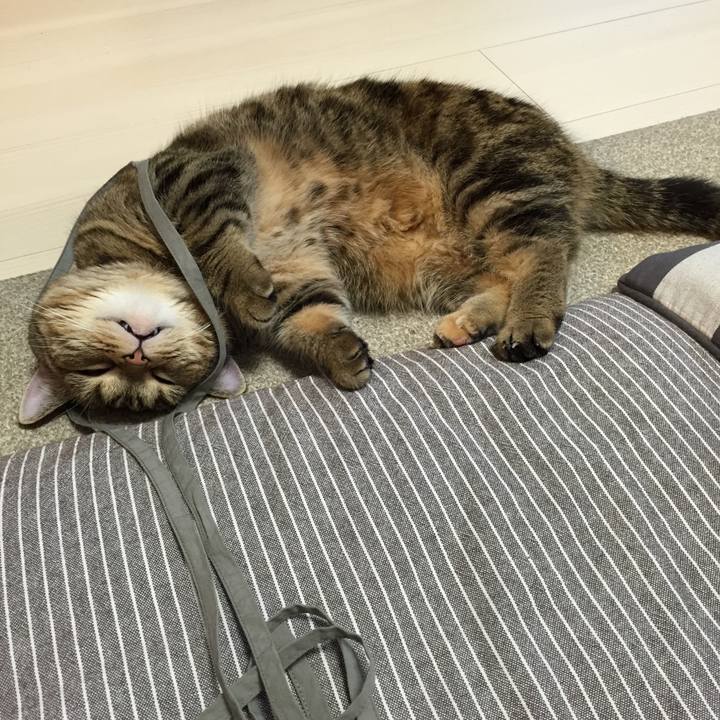 5deb8ad8 693f 4ed3 aaab a9d91a3af678