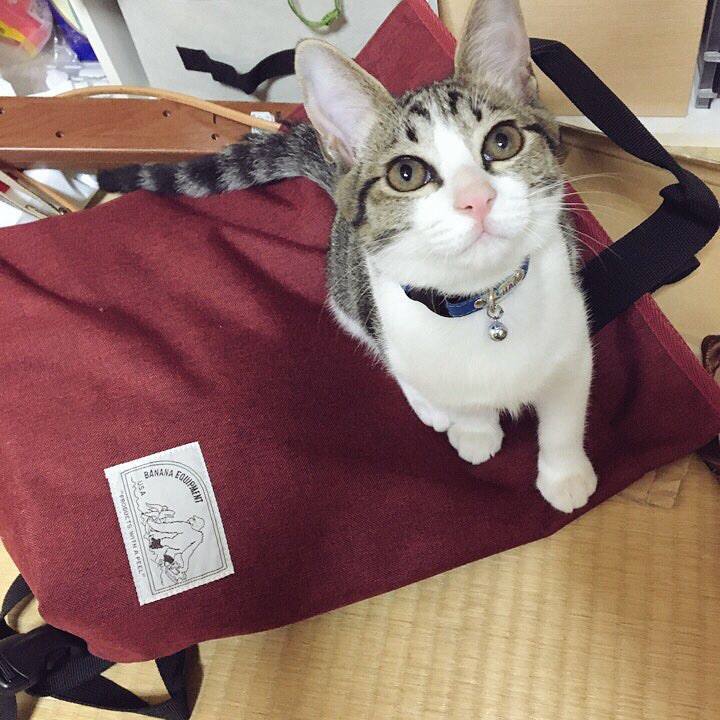 5dfe1ac8 34b2 449c b1f9 b3c387ac20c9