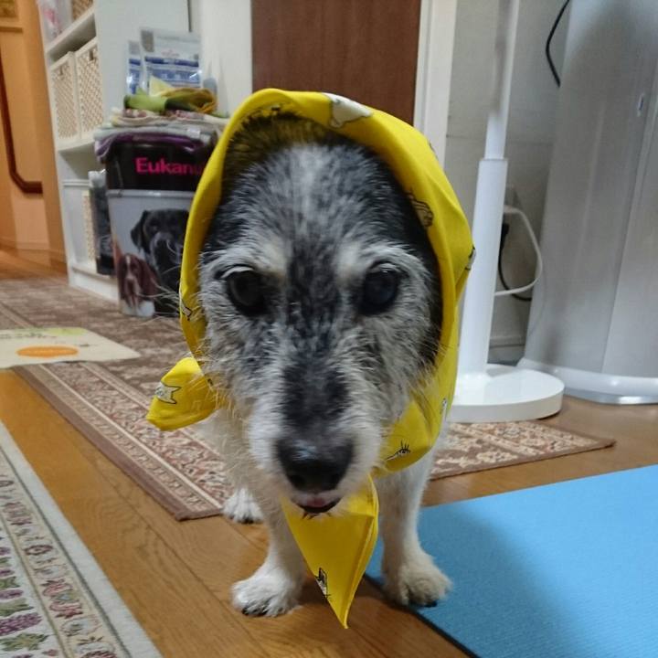 5e118881 cd55 403e ae6d 4325b1ec664e