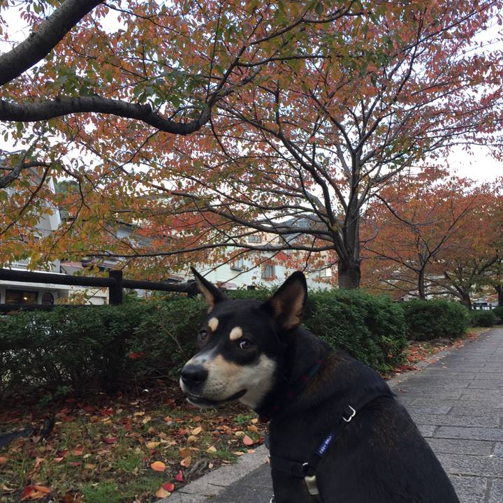 5e1ecd47 11fd 40b7 8f68 8aafb2fdc922