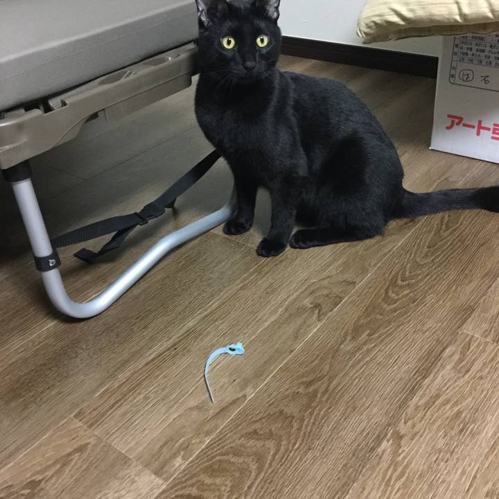 5e244b03 b547 4d2a b5dd 0649fa8c9220