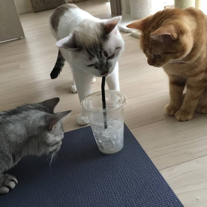 5e438ddb 4189 4107 8894 ce00ef31f1be