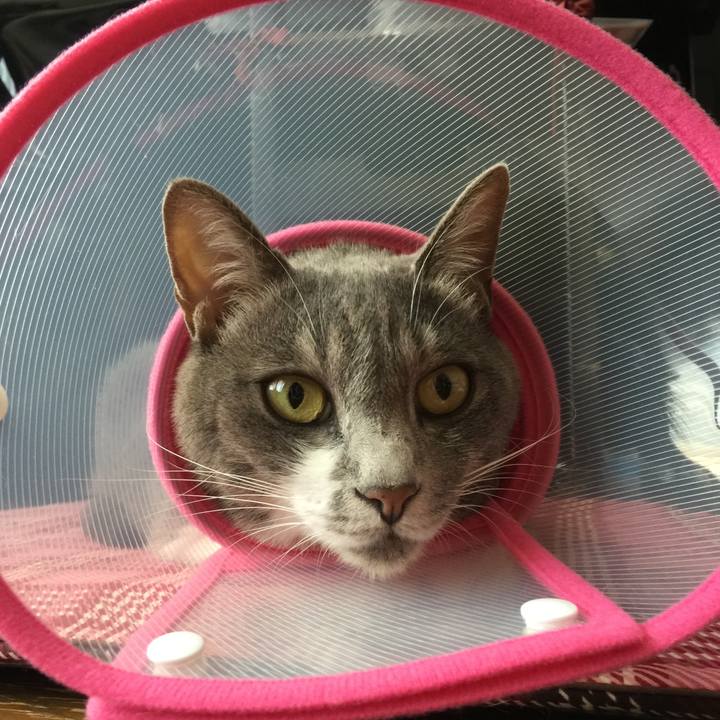 5e441090 2b46 4c3a 9e38 2f8743e78dad