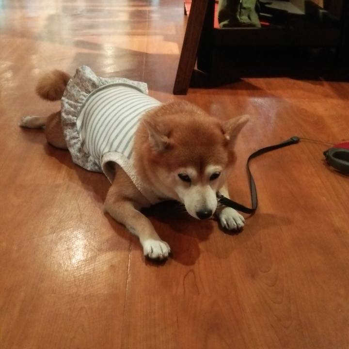 5e572e65 4ece 42bd a215 7e85e6472524