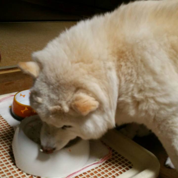 5e5c2af0 f99f 4088 bf96 567317186a2c