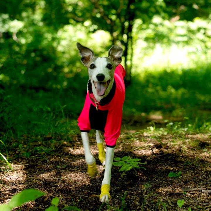 5e6bc52b f5ac 4b39 92b1 ed7e8da1332f