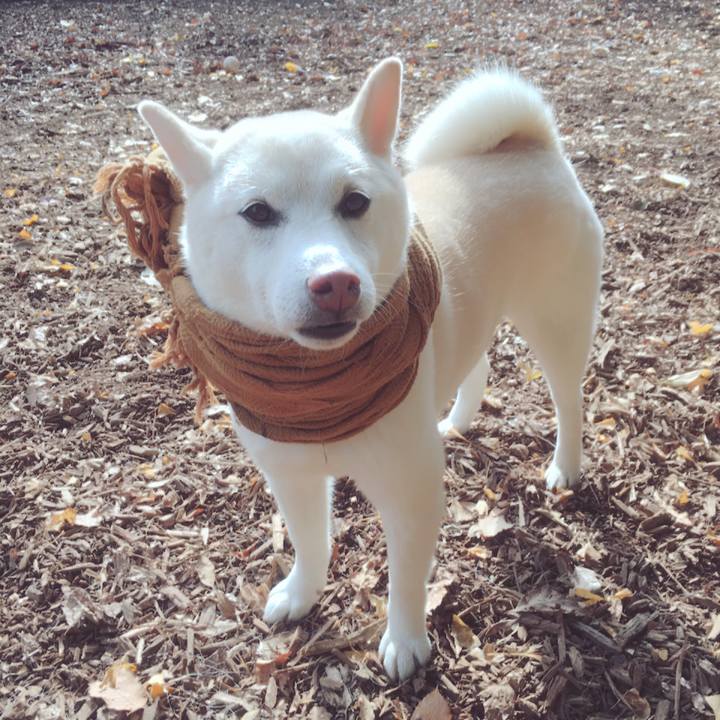 5e6f09fd 466e 40a0 be8a 90b2ddd2a205