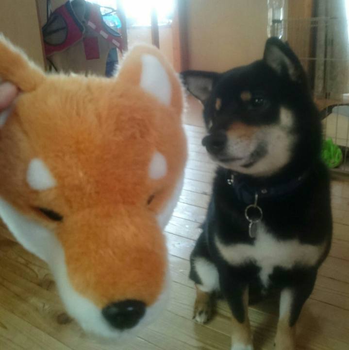 5e719433 b901 4c72 ba01 6ba9991cfd9d