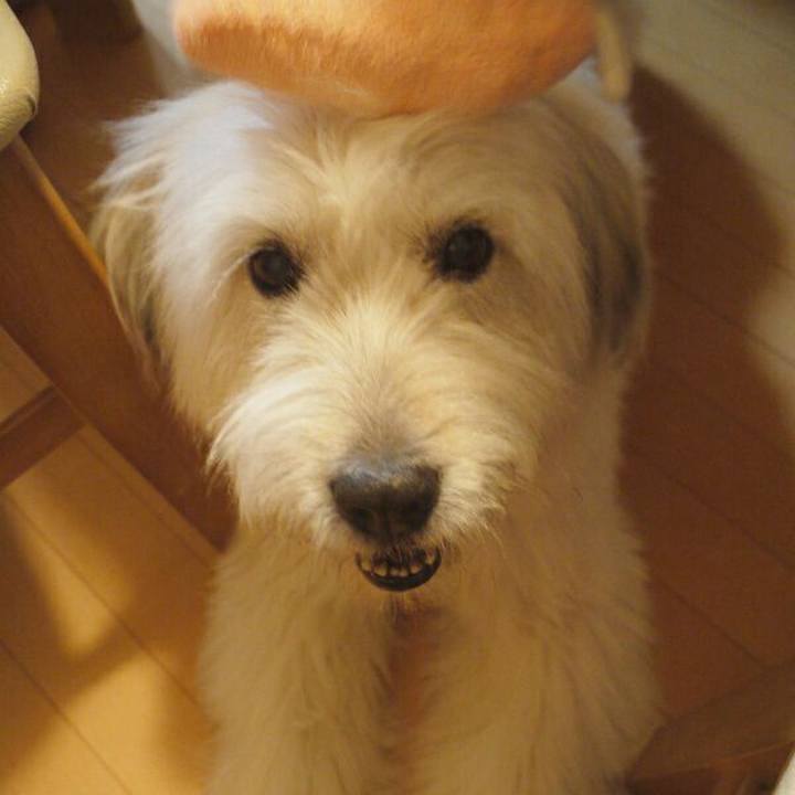 5ea0cacf 678f 43d8 b2f4 5c361f02c41f