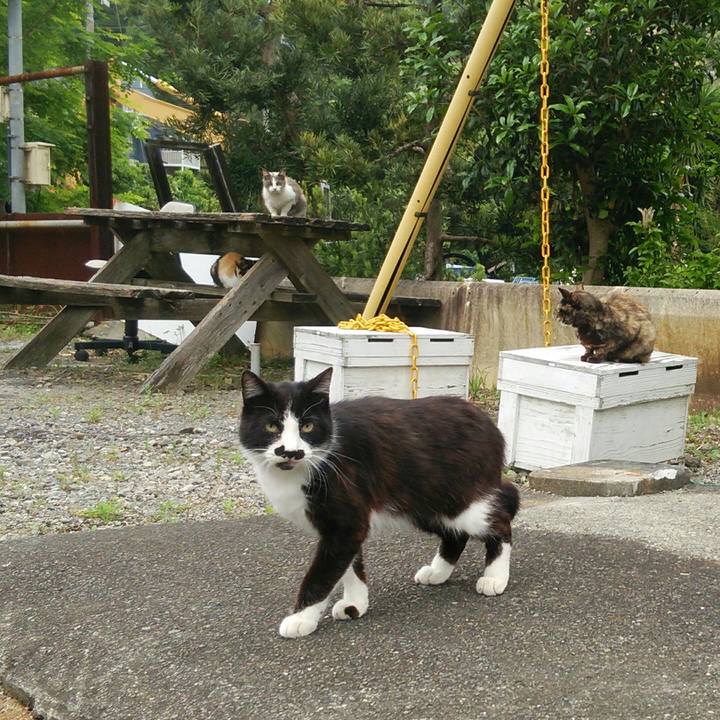 5ea62155 9001 4046 b4c4 ded052a1f4d2