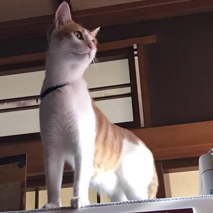 5eb7d1cc 8633 4d4e 8b66 7c536406246a