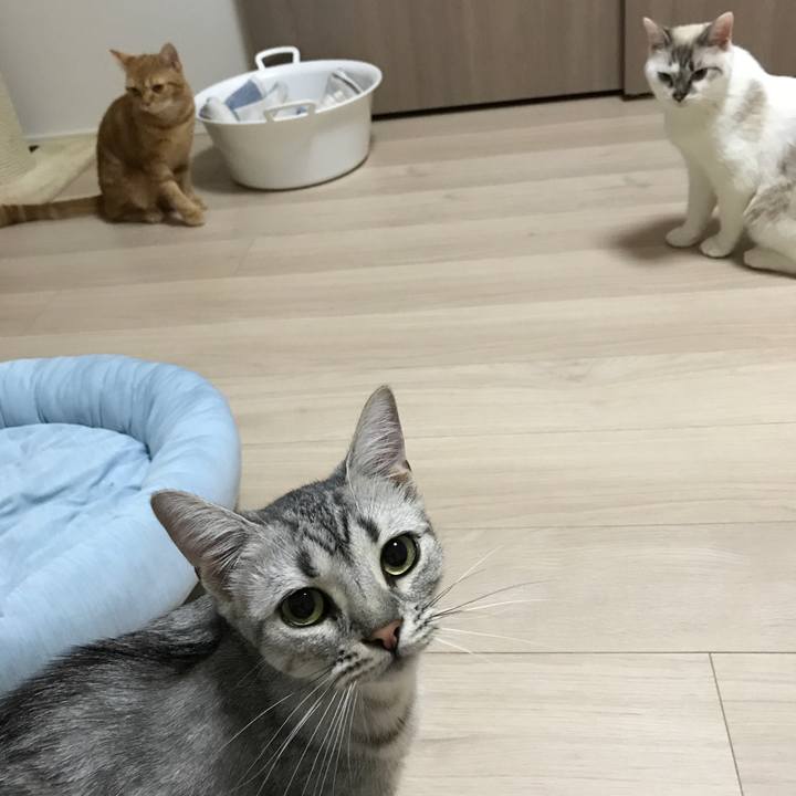 5ec36e9f 8785 4853 8407 ef963caac1a6