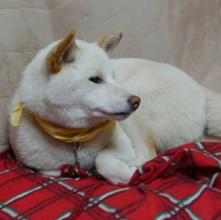 5ed61938 e321 4865 bf68 ac857b0897fa