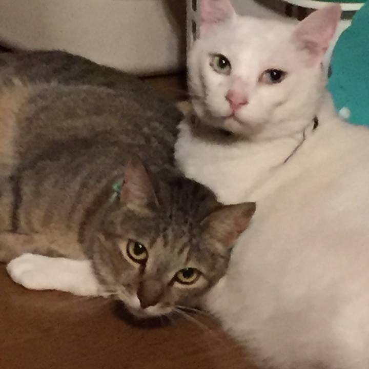 5ee2c98e bd1f 4b3f bf05 369b4c0e8ddd