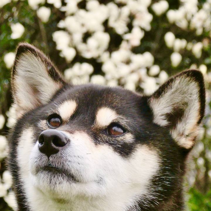 5eec662a 1725 48d2 8d63 347e5640569f