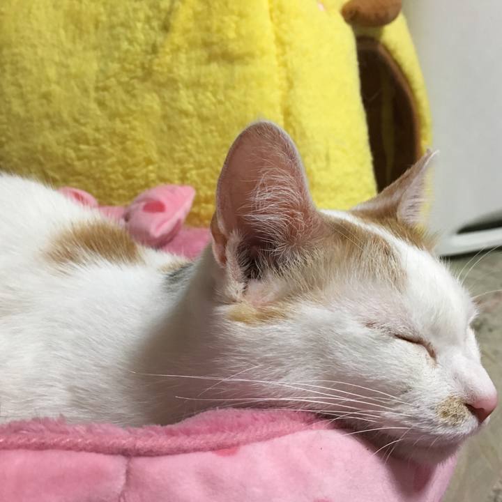 5f01c0a7 ca0a 4c9d 8268 f9f8a17a2cbb