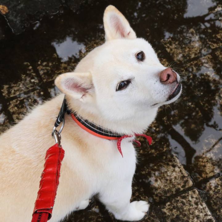 5f04764e 3db5 4017 b5f0 80af71bfbb0a