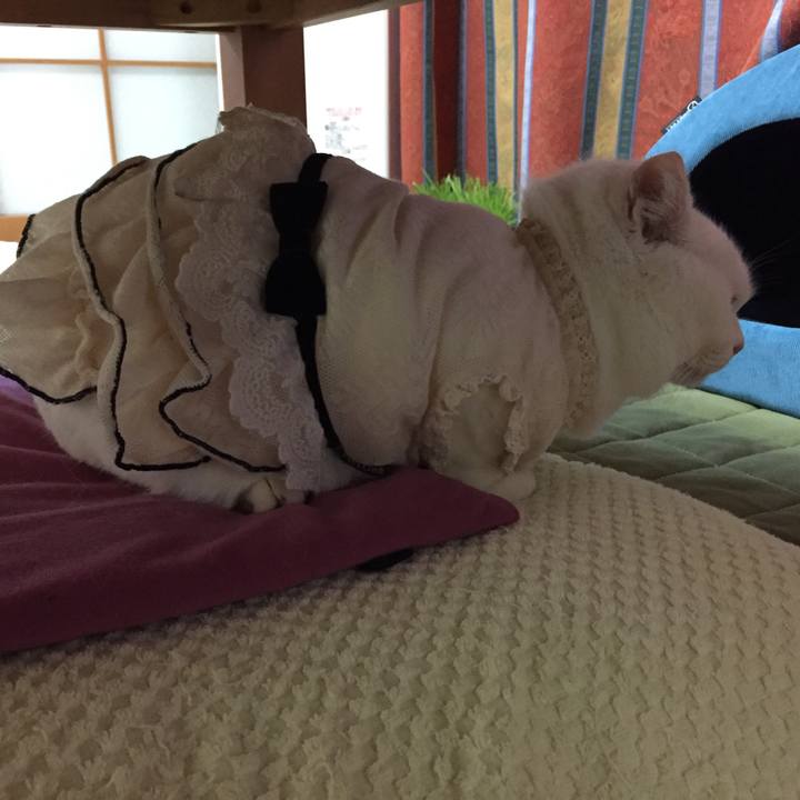 5f0a0ff8 505a 4ed4 93fc a895e3a3973a