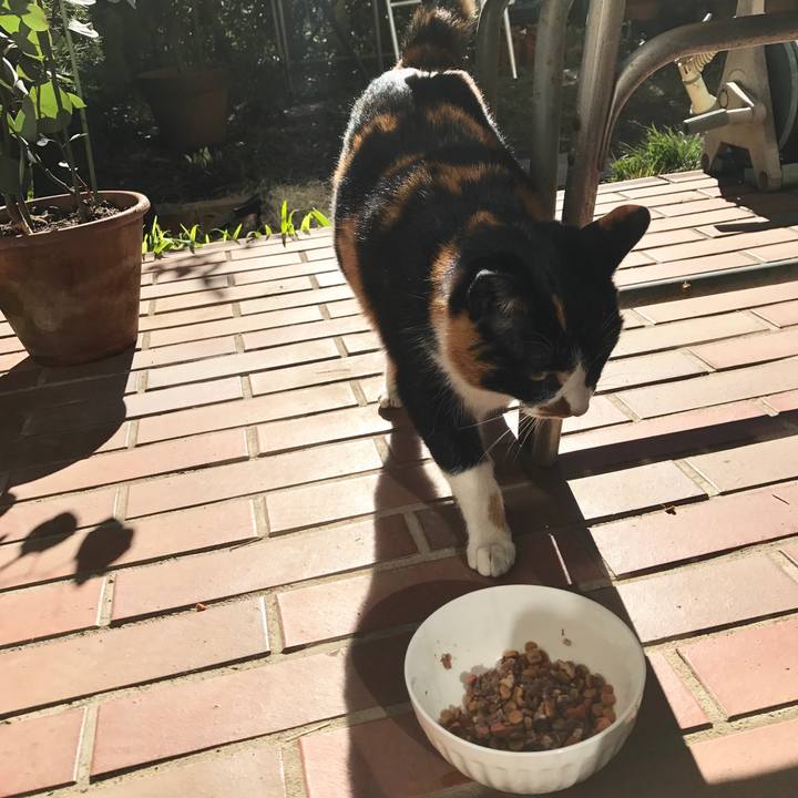 5f1886ce 0cdb 4b92 8306 ad6a68754655