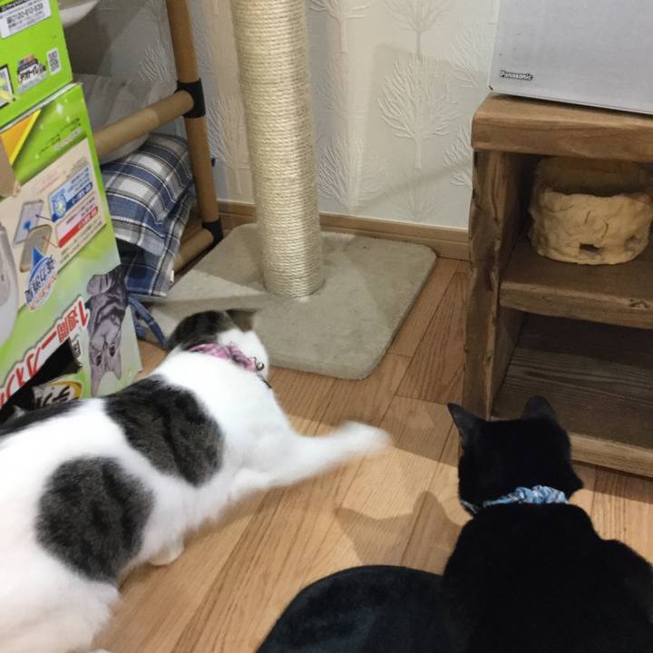 5f1a6293 e662 4b9f a6c8 2f63791239b4