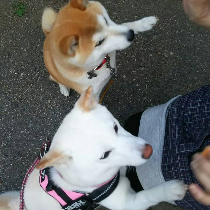 5f21b2da e26c 41ec ad4a 0387fb7949ef