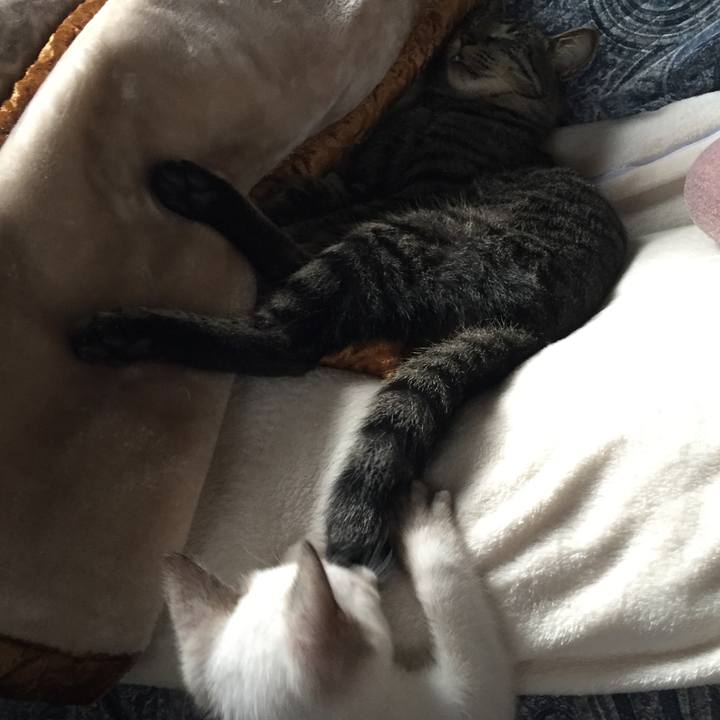 5f353866 2003 4a5e bbde 3b1b8e1720c8