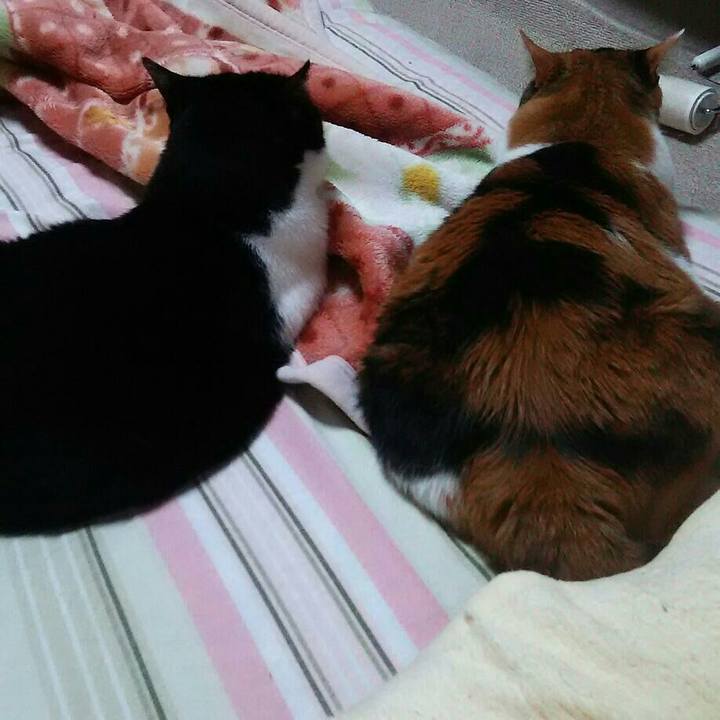 5f3e5bb6 8c43 495b 8ffb 1903d2886201