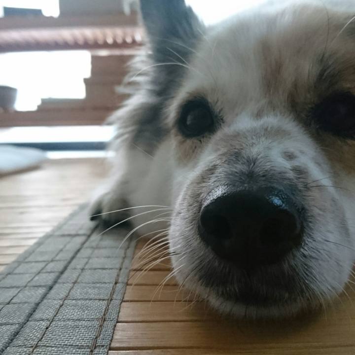 5f3fd41c 18cc 4de0 ad21 b66439d41404