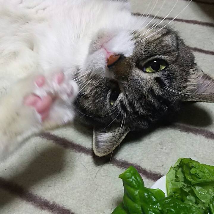 5f4da4d4 b91f 46bc 9d6a 676b5373c022