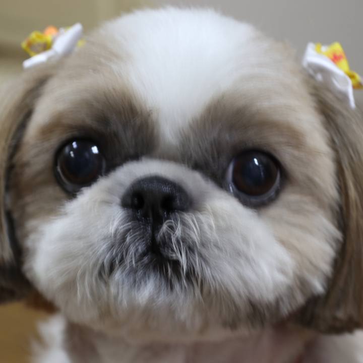 5f4f746c 5c3e 4f9a b221 be5f617b19a1