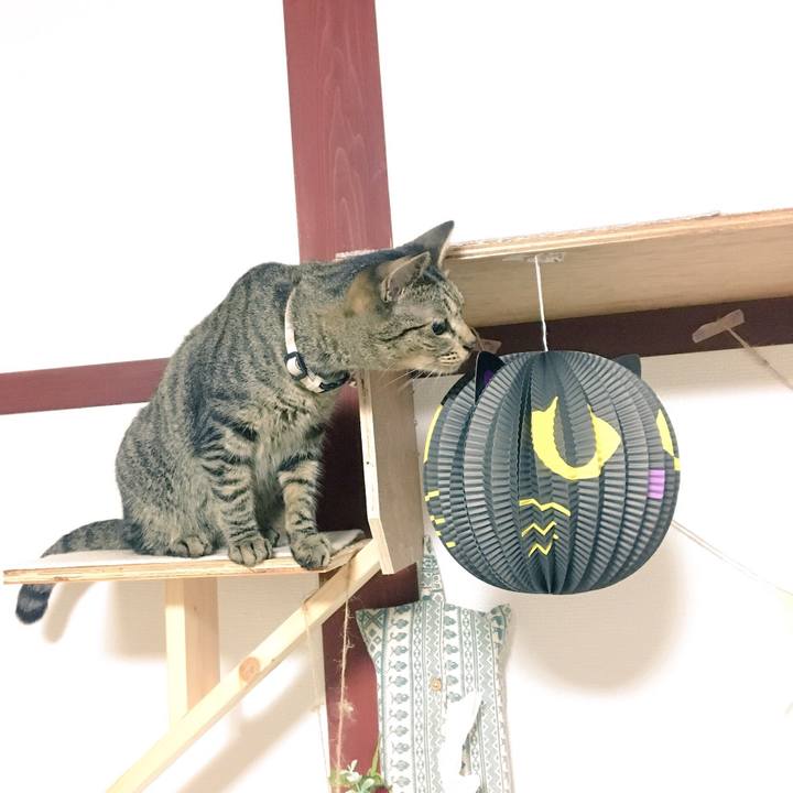 5f596cdc e8c5 4206 8e5c d5279a4721e6