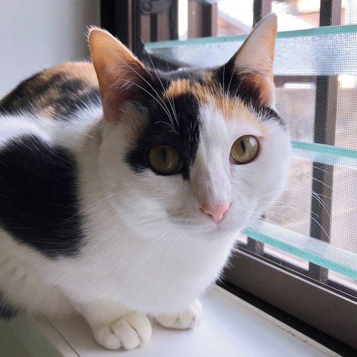 5f5a3928 6baa 407c bfa6 5fc7c913ef38